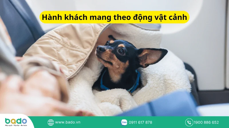Hành khách mang theo động vật cảnh.png